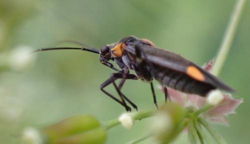Réf. 310 172 : Capsodes flavomarginatus